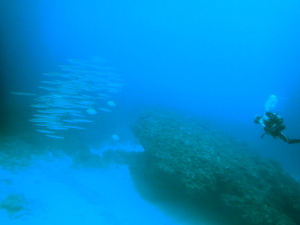 ダイビング沖縄の様子