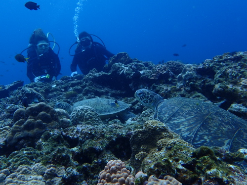 沖縄体験ダイビング