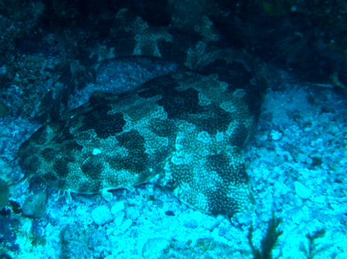 ダイビング沖縄