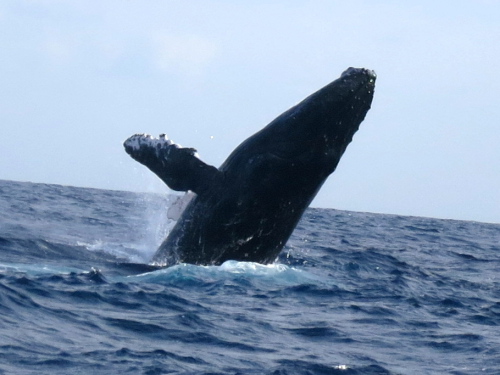 沖縄ホエールウォッチング