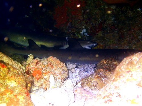 ダイビング慶良間