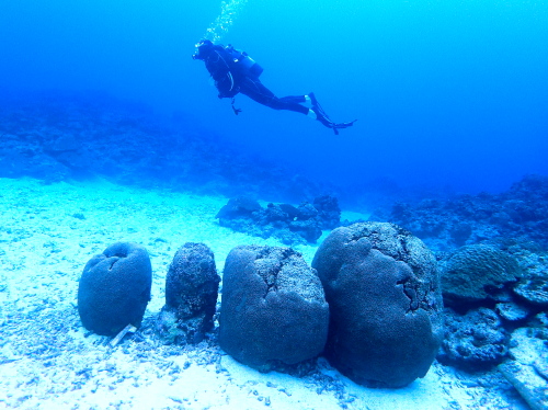 ケラマダイビングの様子