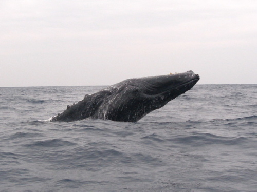 沖縄ホエールウォッチングの様子