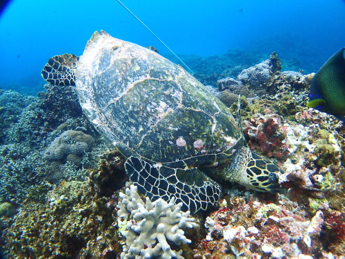 ダイビング沖縄の様子