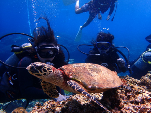 ケラマダイビングツアー