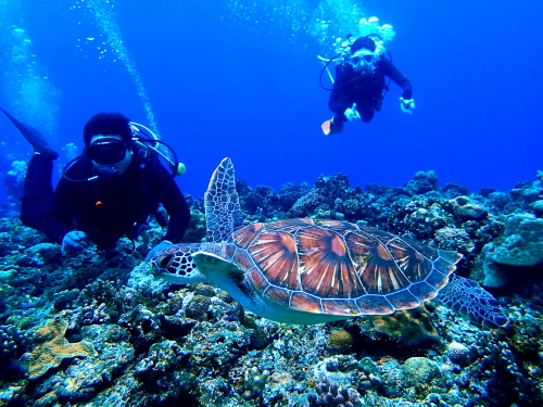 沖縄体験ダイビングの様子
