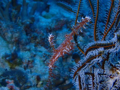 ケラマダイビング