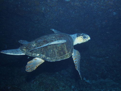 沖縄ダイビング