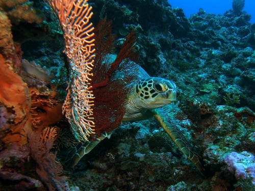 慶良間諸島ダイビング