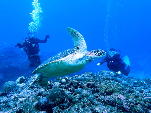 ☆彡沖縄でカメと一緒に体験ダイビング☆彡