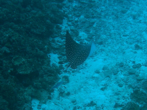 ケラマ諸島ダイビング