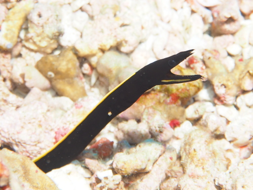 慶良間ダイビング