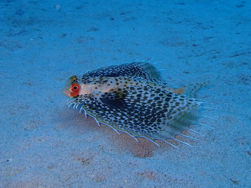 ダイビング沖縄