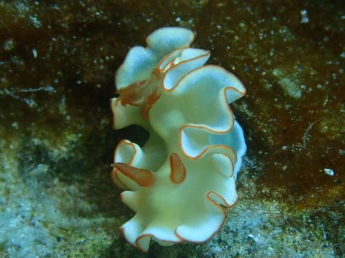 ケラマ諸島ダイビング