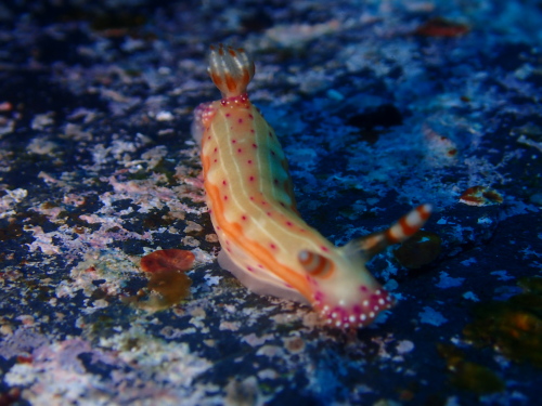 慶良間諸島ダイビング