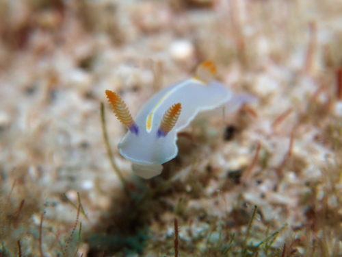 慶良間ダイビング