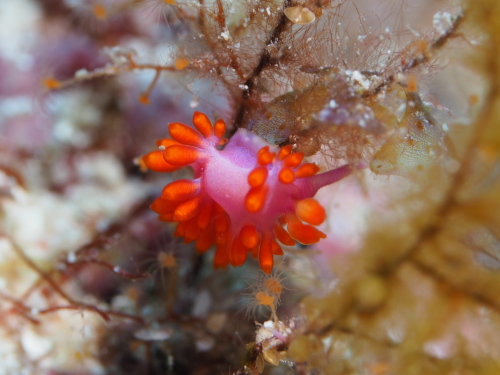 ケラマダイビング