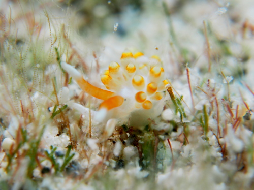 ケラマ諸島ダイビング