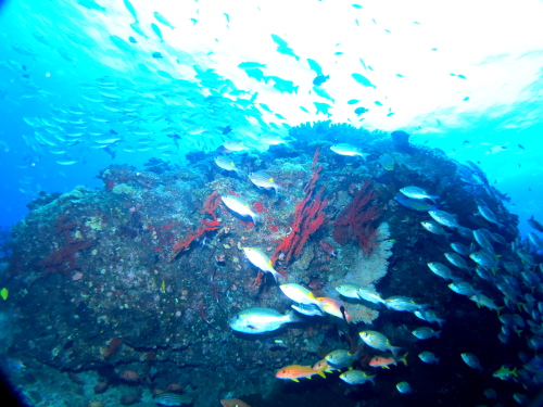 慶良間諸島ダイビング