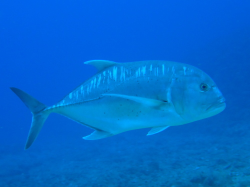 ケラマ諸島ダイビング