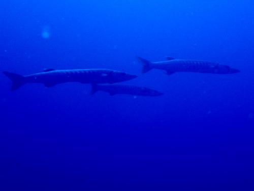 ダイビング沖縄