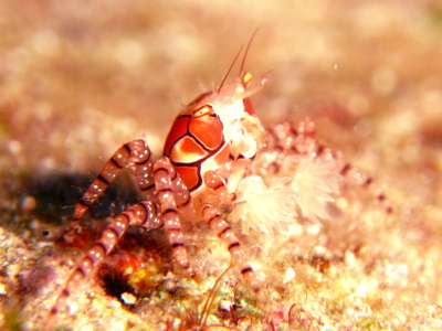 慶良間諸島ダイビング