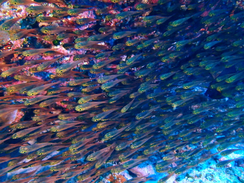 ダイビング慶良間