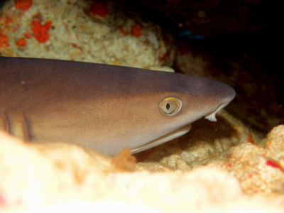 ネムリブカ!! おとなしく、目も可愛い??ですね