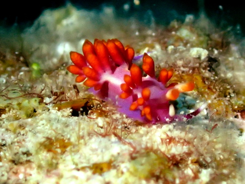 沖縄ダイビンング