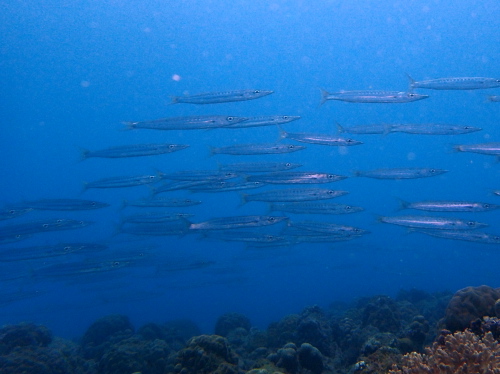 ☆時化時化IN沖縄半日チービシダイビング☆