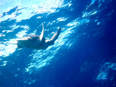 ダイビング沖縄