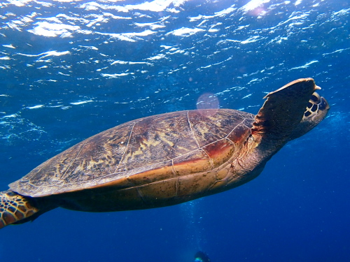 ☆今日も大時化IN沖縄半日ダイビング☆