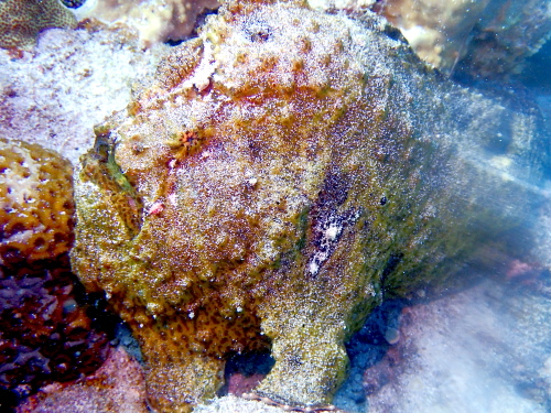 沖縄ダイビング