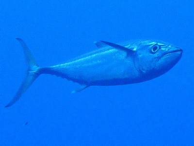 ダイビング沖縄