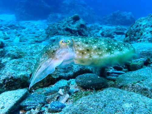 慶良間ダイビング