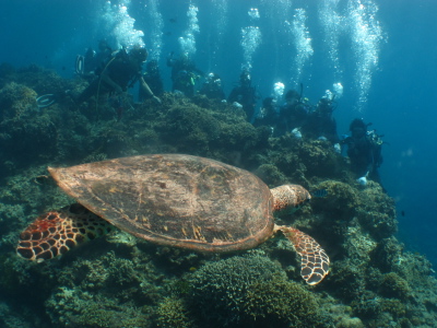 ☆今日の体験ダイビング☆