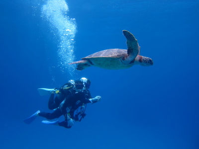 沖縄カメ保障体験ダイビングの様子