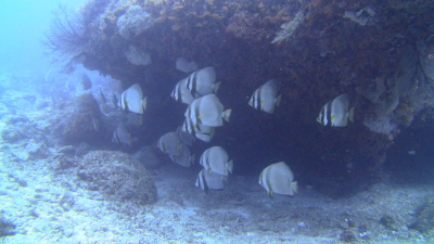 沖縄ダイビング