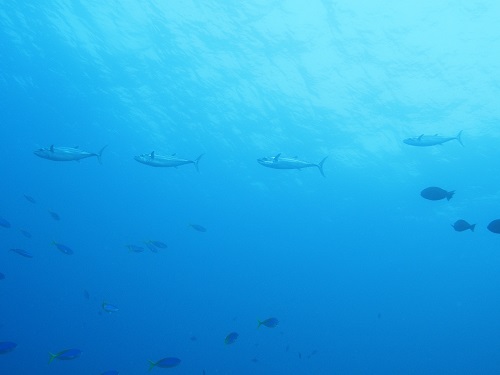 沖縄ダイビング