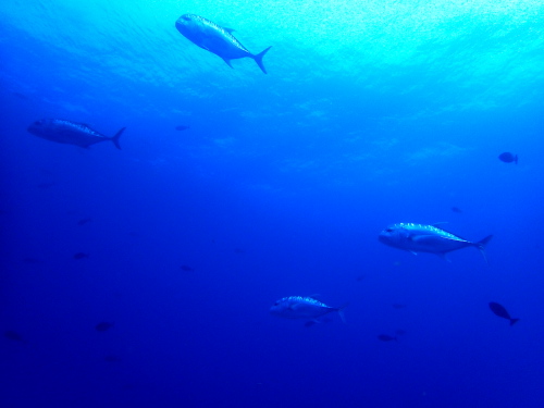 沖縄ダイビング