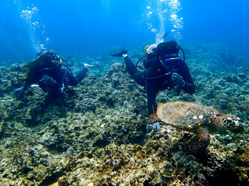 慶良間カメ保障体験ダイビング