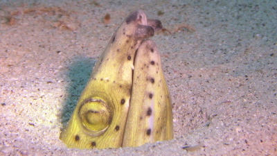 ダイビング慶良間