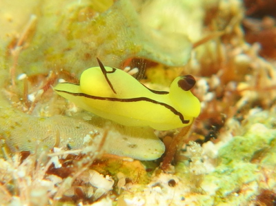 ダイビングケラマ