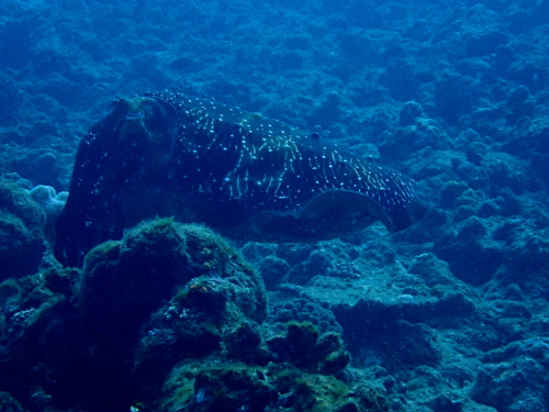 ダイビングチービシ