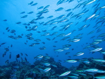 20130824グルクン