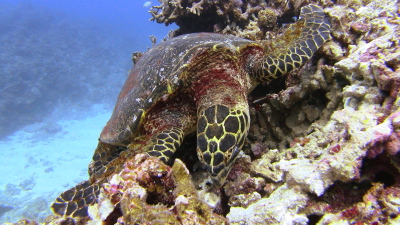 沖縄ダイビング