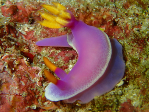 ダイビング沖縄