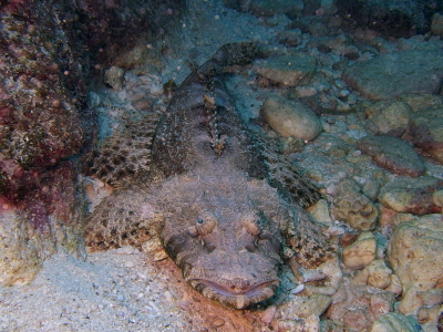 沖縄ダイビング