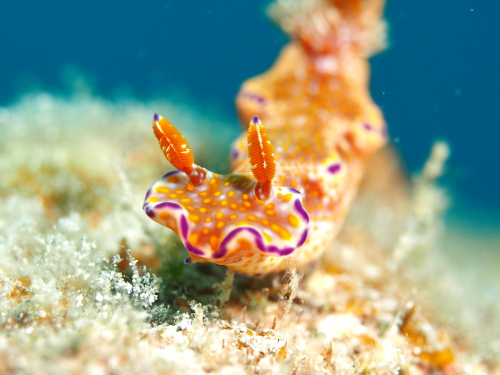 沖縄ダイビング