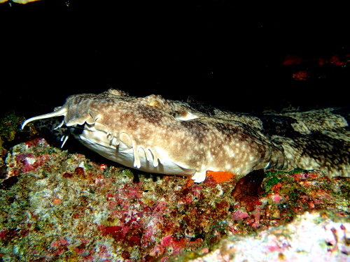 沖縄ダイビング